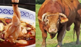 牛的叫声视频,探寻乡村牧歌中的自然旋律